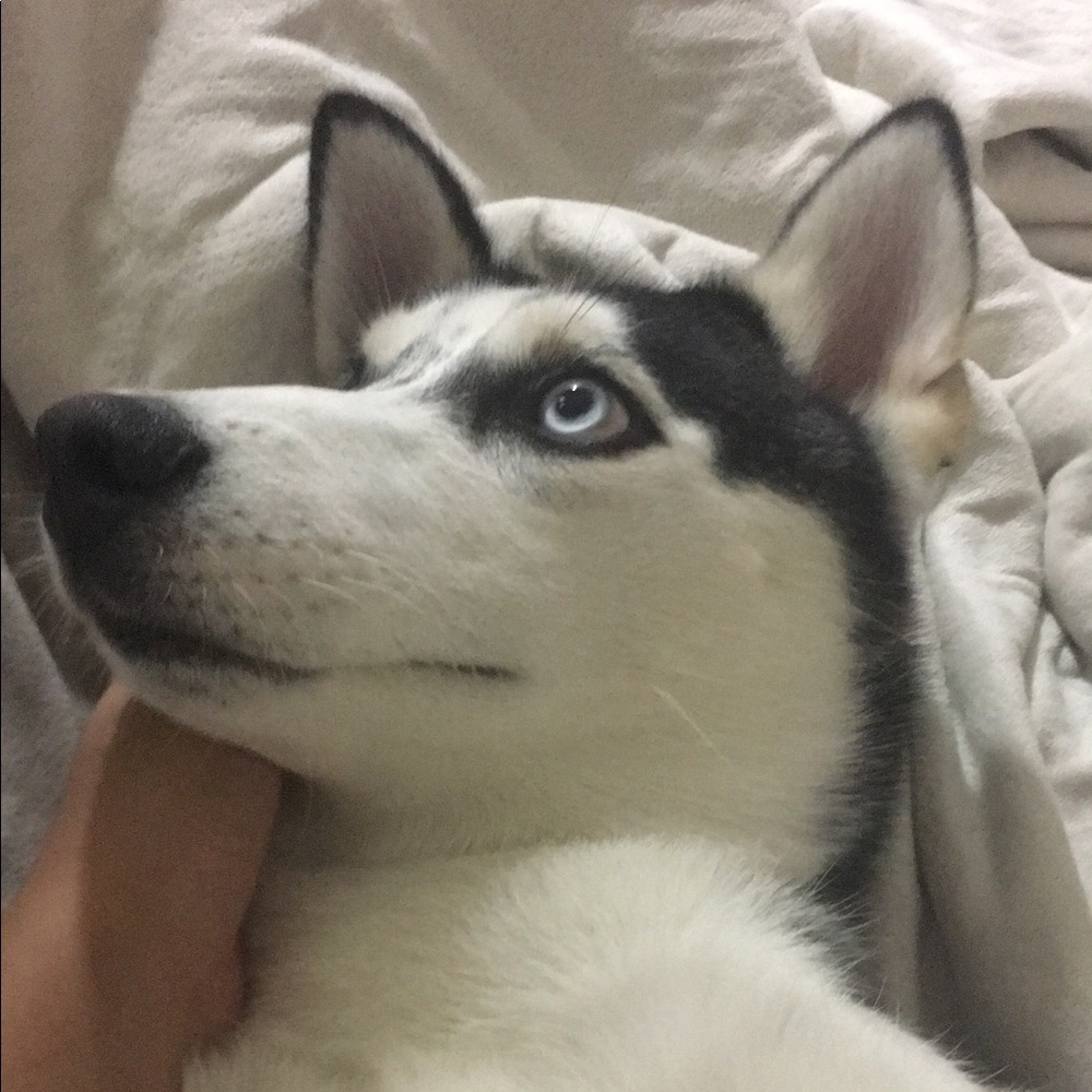 Meet your Posher, Rachel